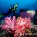 coral_soft_pc_h_0705_png1952.jpg